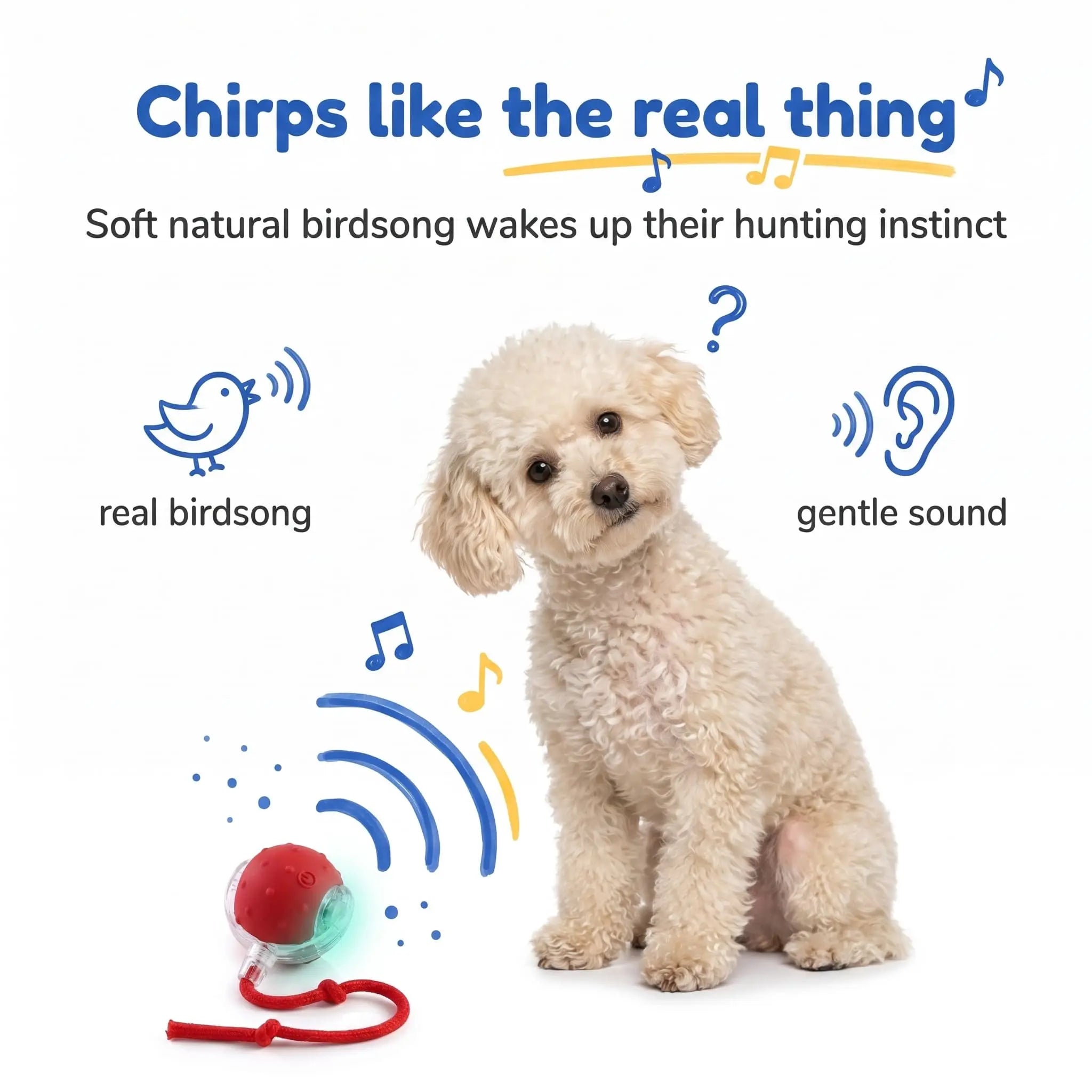 Curious Poodle head tilting at the BorkBall Nub bird chirping dog toy on the floor