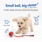 Toy Poodle chasing the tiny BorkBall Nub interactive ball for small dogs with its rope tail