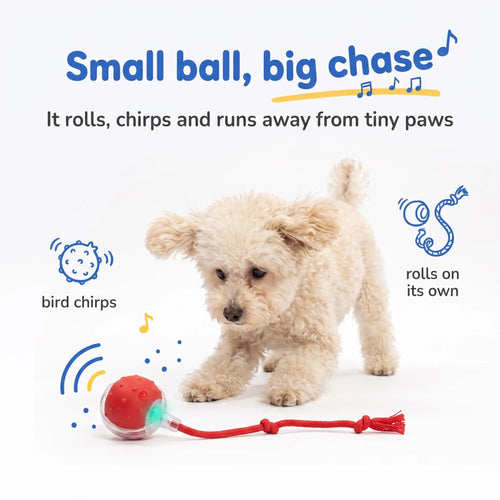 Toy Poodle chasing the tiny BorkBall Nub interactive ball for small dogs with its rope tail