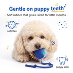 Small Poodle gently holding the soft BorkBall Nub sized for little mouths and puppy teeth
