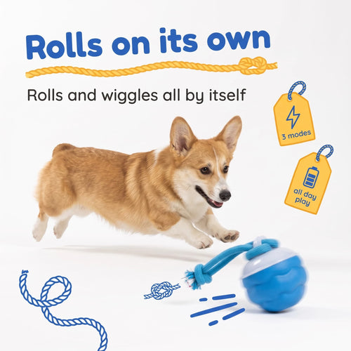 Corgi chasing the BorkBall Tug self rolling dog ball with its rope trailing across a white studio floor