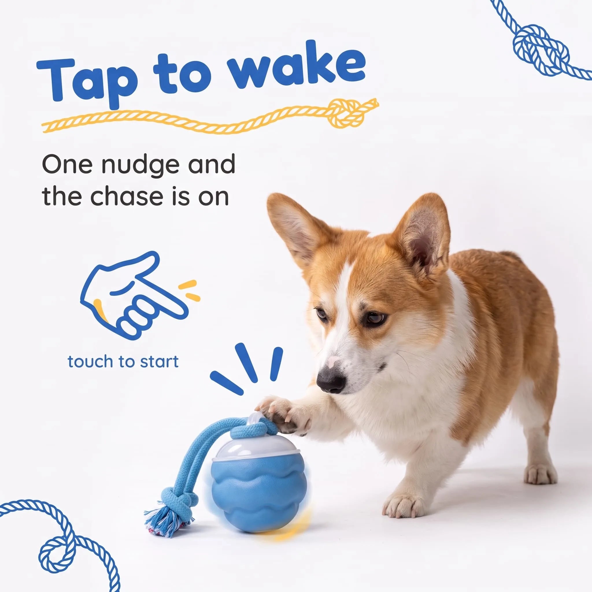 Corgi tapping the touch activated BorkBall Tug with its paw to wake the ball and start the chase