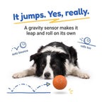 BorkBall Zoom gravity jumping dog ball hopping off the floor while a Border Collie watches