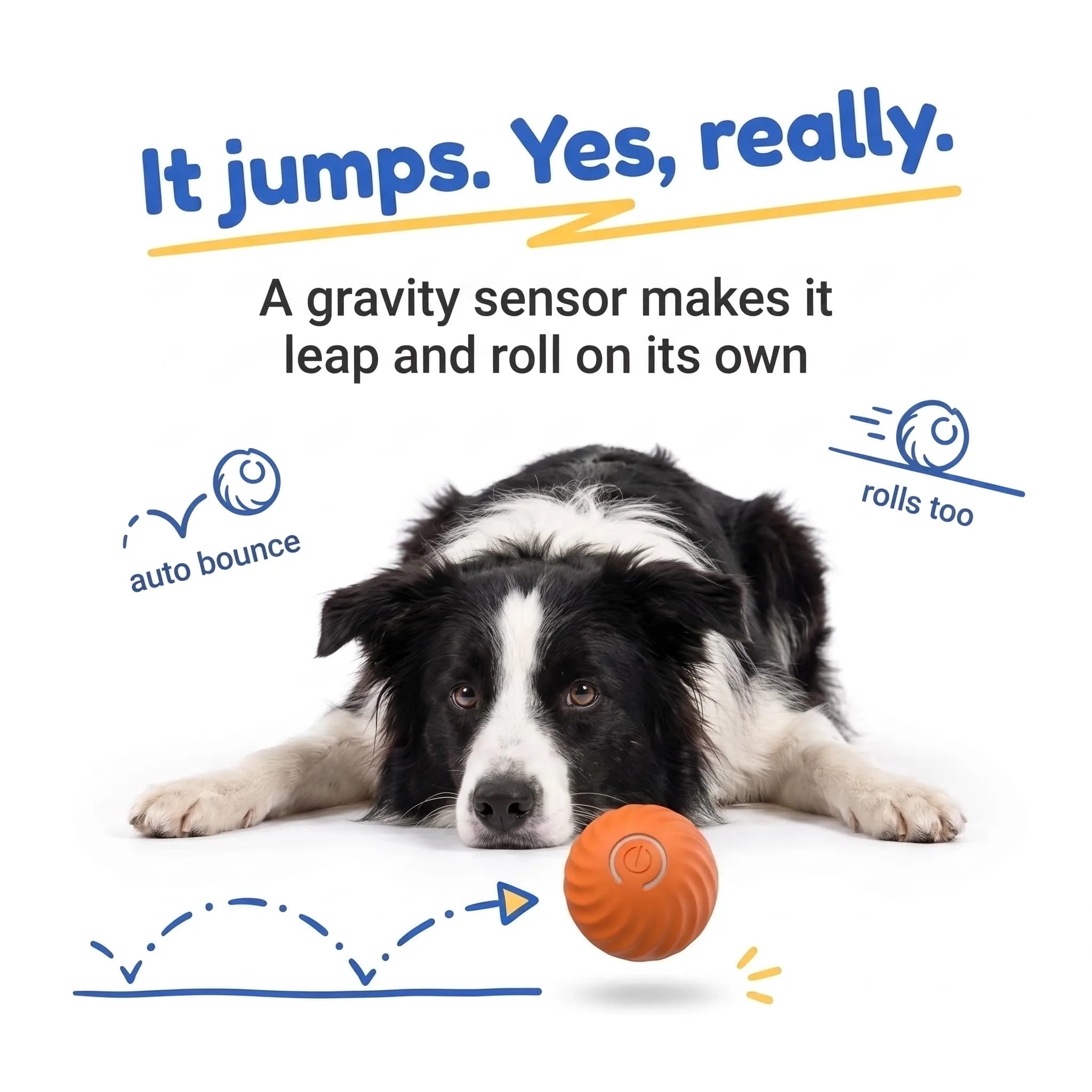 BorkBall Zoom gravity jumping dog ball hopping off the floor while a Border Collie watches