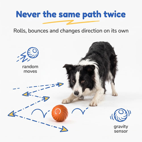 Border Collie chasing the BorkBall Zoom random rolling dog ball across a zigzag path