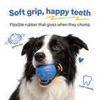 Border Collie gently holding the soft rubber BorkBall Zoom, flexible on dog teeth