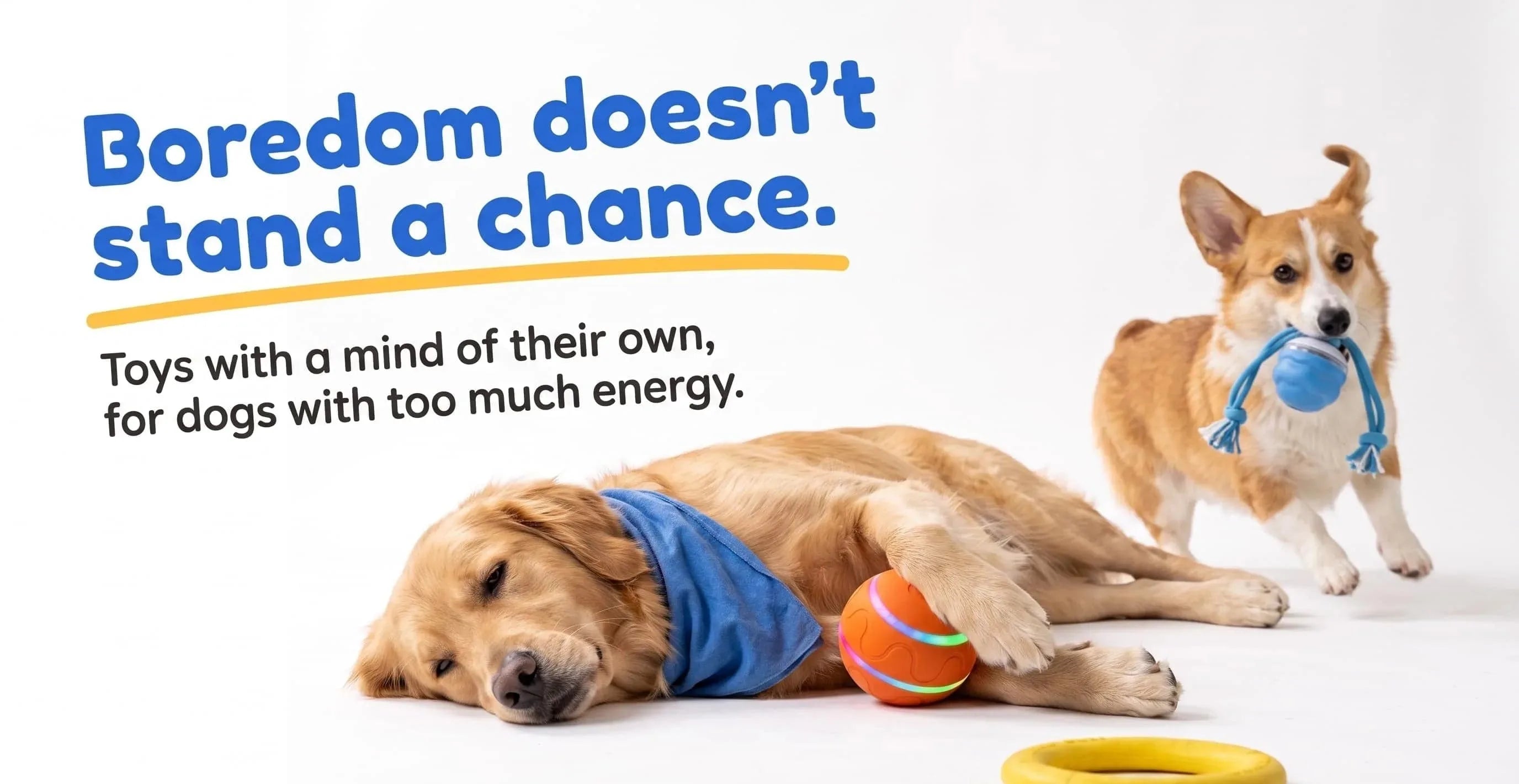 Golden Retriever resting with orange LED smart ball and Corgi carrying blue rope ball on white studio background